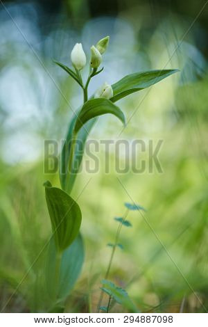 Cephalanthera Damasonium, White Helleborine Orchid Grow In Forest With Natural Background, Wallpaper