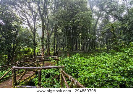 Beautiful Rain Forest At Angka Nature Trail In Doi Inthanon National Park, Thailand
