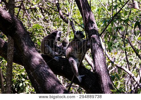 Portrait Of The Ring-tailed Lemur Lemur Catta Aka King Julien In Anja Community Reserve ,manambolo, 
