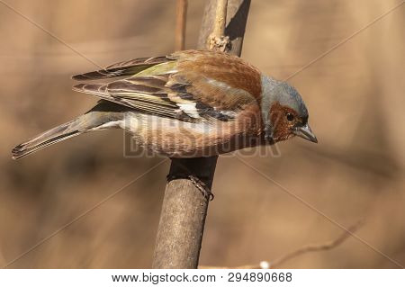 Common Finch, Bright Bird Sits On A Thin Branch And Looks At The Photographer. City Birds. Blurred B