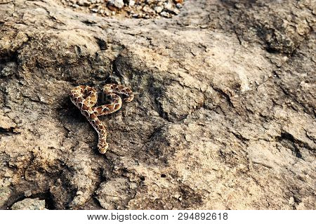 Saw Scaled Viper, Echis Carnitus Slithering Away, Satara, Maharashtra State Of India