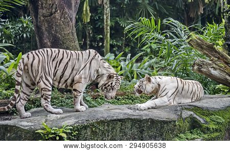 The White Tiger Is An Individual Of The Bengal Tiger With A Congenital Mutation (not Considered A Se