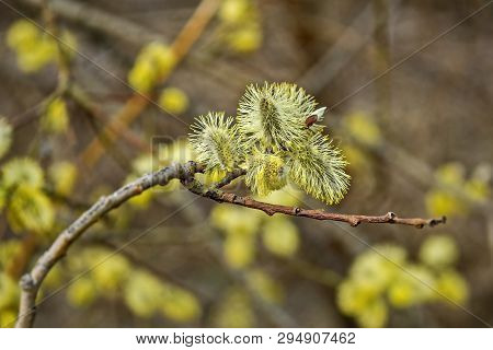 Verba Has Blossomed. Verba Is The Symbol Of Easter. Orthodox Easter Holiday. Closeup. Palm Sunday. S