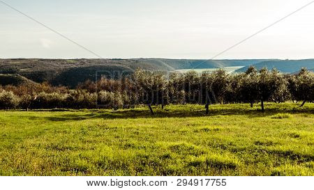 Olive Trees In The Croatian Countryside