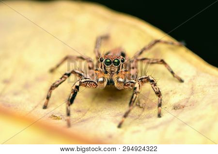 Male Jumping Spider - Plexippus Petersi, Front Look, Sitting On Leaf, Satara, Maharashtra, India