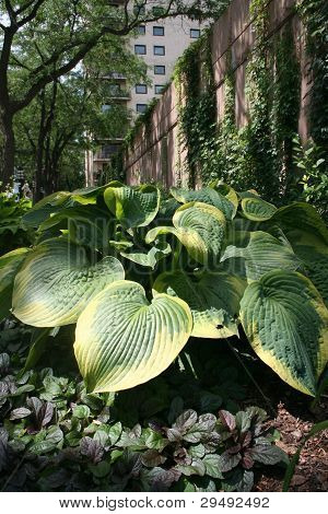 Hostas i skyggefulde Minneapolis Park