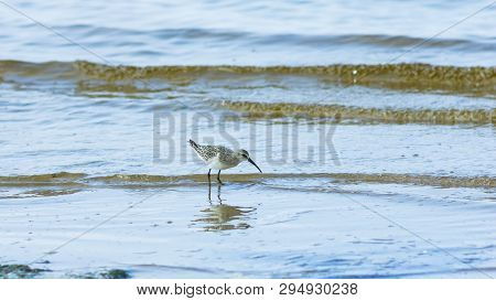 Curlew Sandpiper, Calidris Ferruginea, At Sea Shoreline Searching For Food, Close-up Portrait In Tid