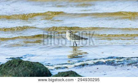 Curlew Sandpiper, Calidris Ferruginea, At Sea Shoreline Searching For Food, Close-up Portrait In Tid