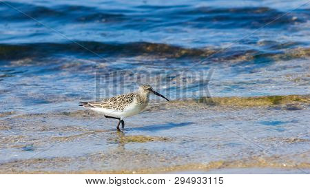 Curlew Sandpiper, Calidris Ferruginea, At Sea Shoreline Searching For Food, Close-up Portrait In Tid