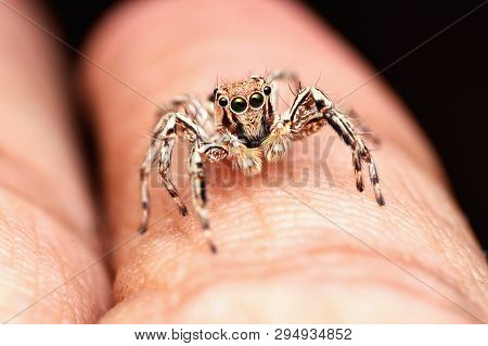 Male Jumping Spider, Plexippus Petersi Resting On Finger, Satara, Maharashtra, India