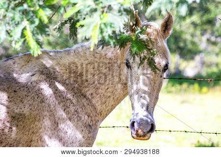 Portrait Of A Fleabitten Gray Mare Standing Under The Shadow Of A Persian Silk Tree Scaping From The