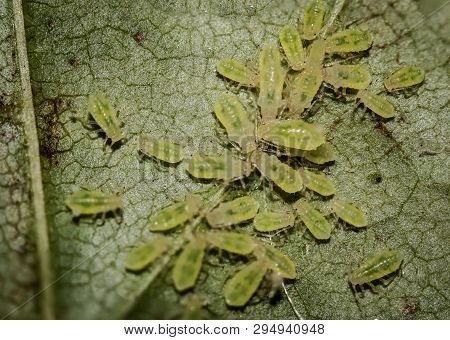 A Macro Of Aphids On A Leaf