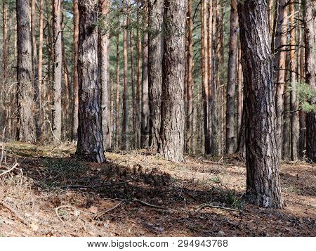 Pine Forest With Hillocks And Hills In Spring