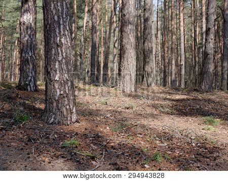 Pine Forest With Hillocks And Hills In Spring