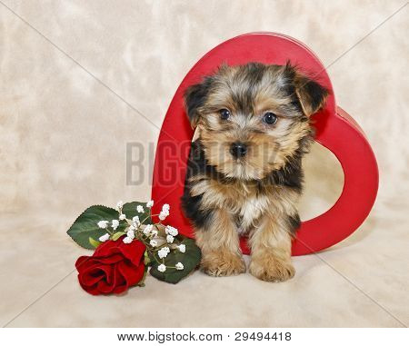 Roztomilé štěně Morkie