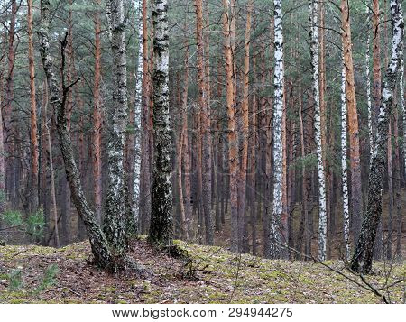 Pine Forest With Hillocks And Hills In Spring