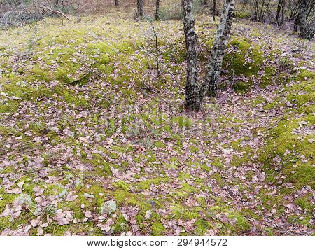 Pine Forest With Hillocks And Hills In Spring