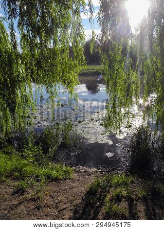 Hanging Branches Of Sallow On A Sunny Day In The Park Above The Water. Lily Pads On The Water In The