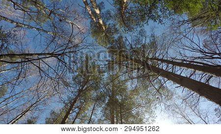 360 Rotating Panorama Of The Woods Time Lapse, Crown Of Trees, Beautiful Sunny Days
