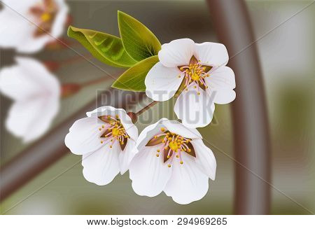 Cherry Flowers Vector Realistic Branches. Spring Blossom. Holiday Cards