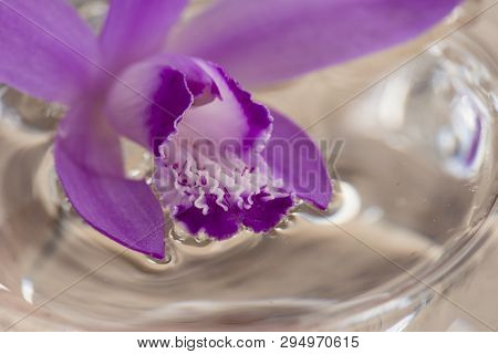 Pink Orchid, Bletilla Striata, On Glass Cube Outdoor, Relaxing Visual Cue.