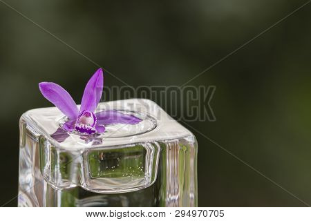 Pink Orchid, Bletilla Striata, On Glass Cube Outdoor, Relaxing Visual Cue.
