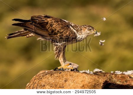Amazin wild bonelli's eagle eating on a stone