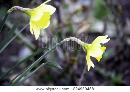 Two Yellow Daffodil Flowers Blooming In A Garden In Early Spring