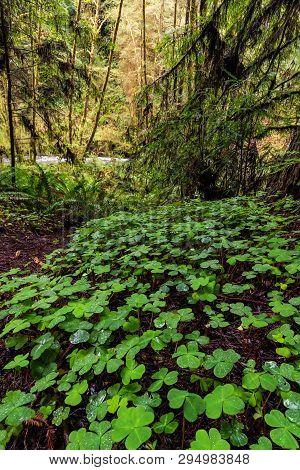 Redwood Forest Landscape In Beautiful Northern California