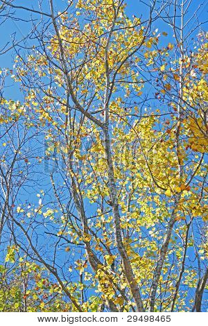 Autumn Forest  Against Blue Sky
