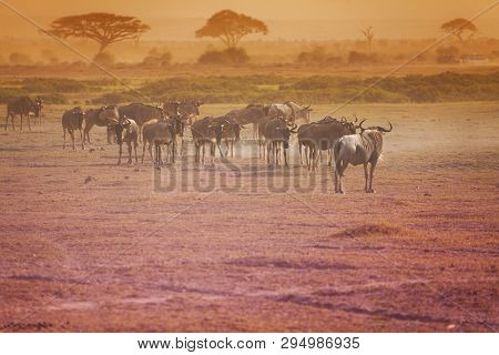 Kenyan Savanna Landscape With Herd Of Wildebeests
