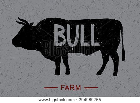 Poster About Beef. The Series About The Farm With Lettering: Bull. Vintage Handmade Style. Vector Il