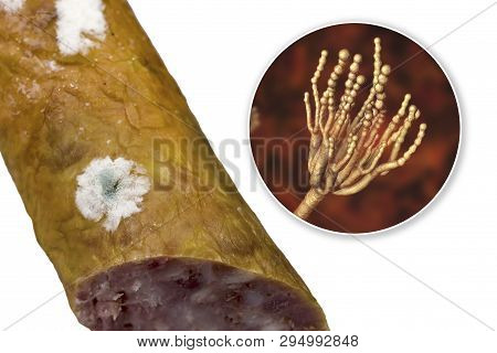 Colony Of Penicillium Mold On The Surface Of Smoked Sausage And Closeup View Of Penicillium Fungus, 