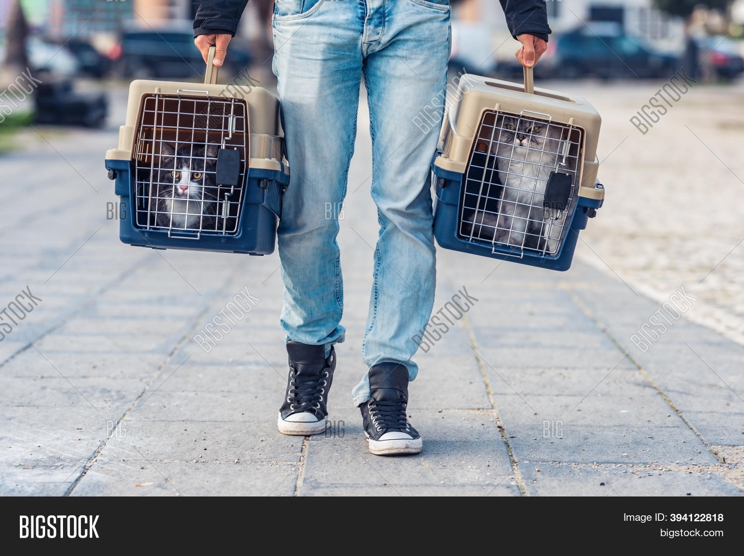 Man Carrying His Cats Image & Photo (Free Trial) Bigstock