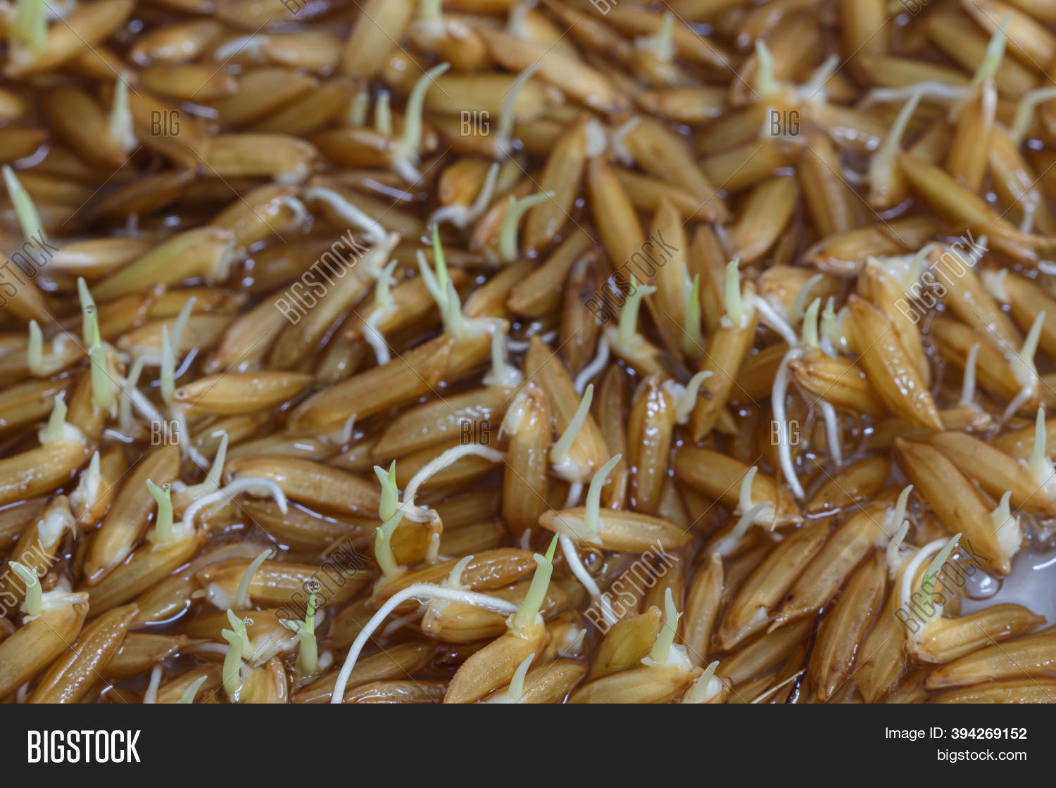 Close , Young Rice Image & Photo (Free Trial) | Bigstock