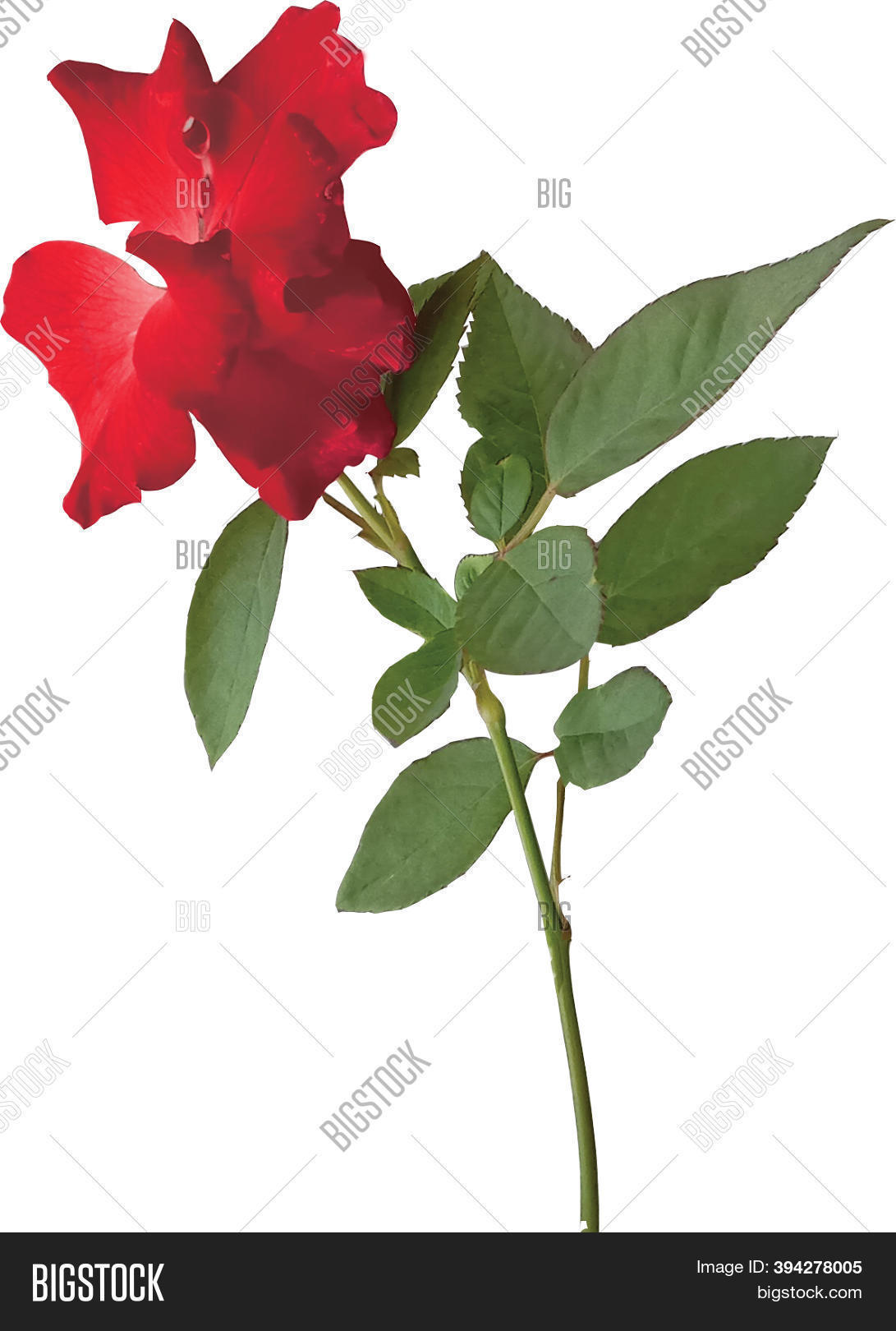 Rose Flower Pink Stem Image & Photo (Free Trial) Bigstock