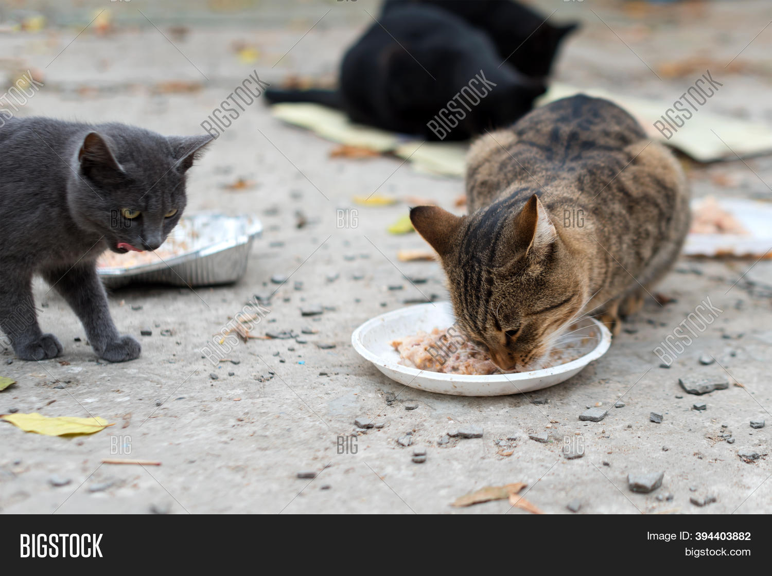 Stray Cats Eating On Image & Photo (Free Trial) Bigstock