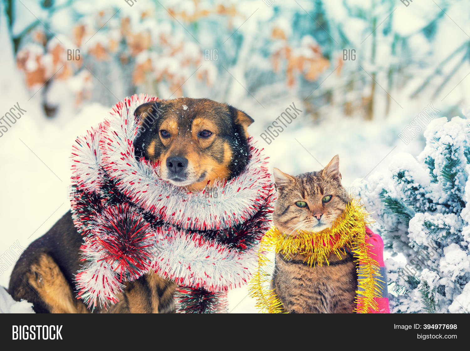 Dog Cat Christmas Image & Photo (Free Trial) Bigstock