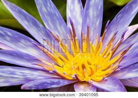Purple Lotus