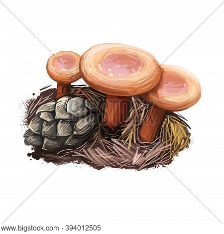 Lactarius Rubidus, Candy Cap Or Curry Milkcap Mushroom Closeup Digital Art Illustration. Deep Reddis
