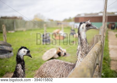 Lateral View Of Emus Behind A Wooden Fence At A Farmyard