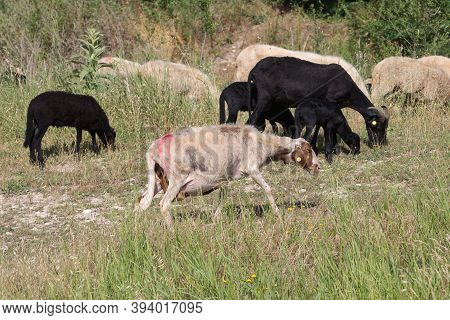 Flock Of Sheep Grazing Grass In A Streambed In Springtime.