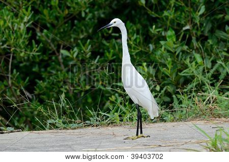 Egretta garzetta