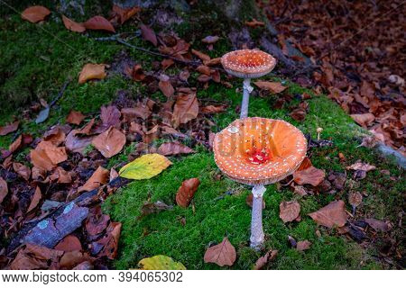 Autumn Colors In The Forest Waterloopbos Netherlands Flevoland, Fall Season In The Netherlands Octob