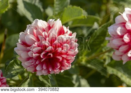 A Close Up View Of A Garden Dahlia