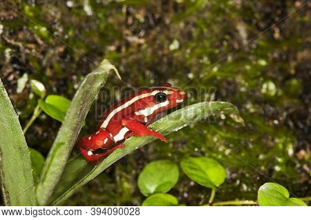 Phantasmal Poison Frog, Epipedobates Tricolor, Adult Standing On Leaf, Venomous Frog From South Amer