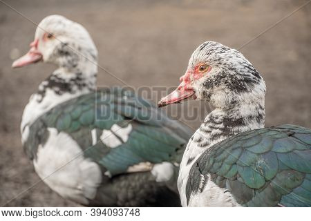 Female Duck Close-up. Indoda Is On The Farm.
