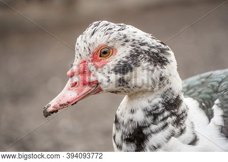 Female Duck Close-up. Indoda Is On The Farm.