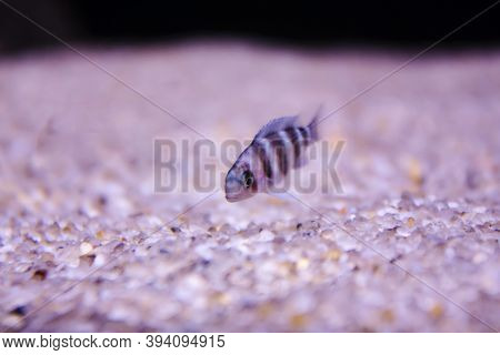 Horizontal Close-up Photo Of A Small Isolated Striped Tropical Fish Froze Above Bottom Of A Sea Cove