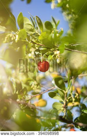 Arbutus On A Tree Known As Medronho In Portugal Ready For Picking. Growing In Mediterranean, Western